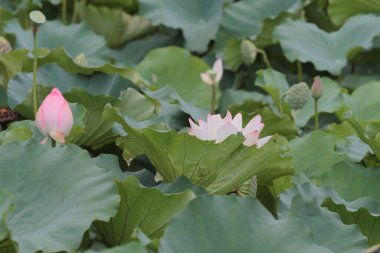 a Lotus flower and Lotus flower plants