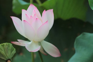 a Lotus flower and Lotus flower plants