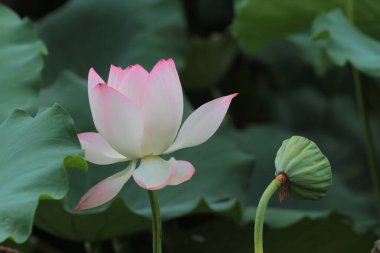 a Lotus flower and Lotus flower plants