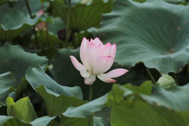 a Lotus flower and Lotus flower plants