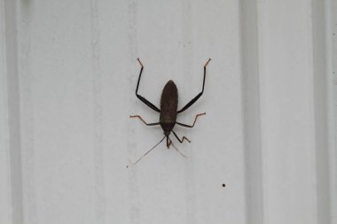 Beyaz arka planı olan bir böcek, bir doğa konsepti.