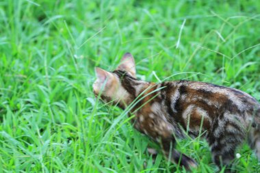 Kapıda bir kedi, hayvan konsepti.