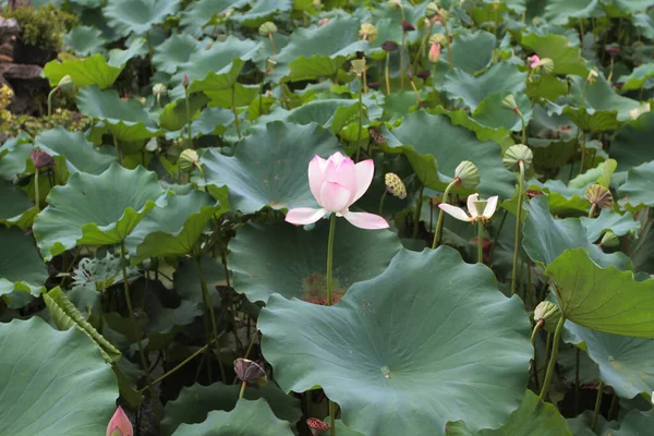 Lotus Flower Lotus Flower Plants — Stockfoto