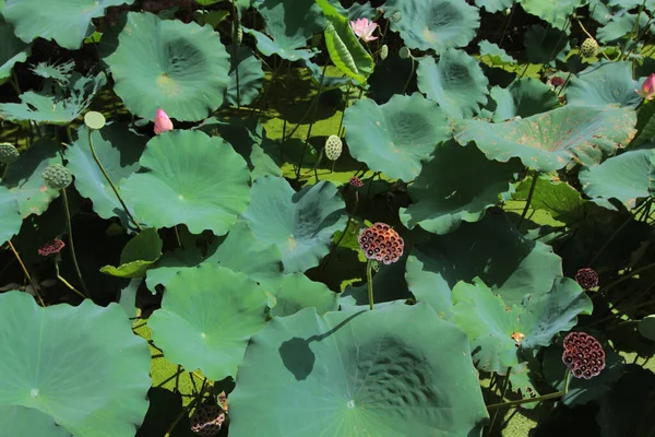 Lotus Flower Lotus Flower Plants — Stockfoto