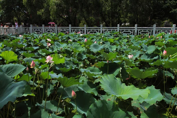 Lotus Flower Lotus Flower Plants — Foto de Stock