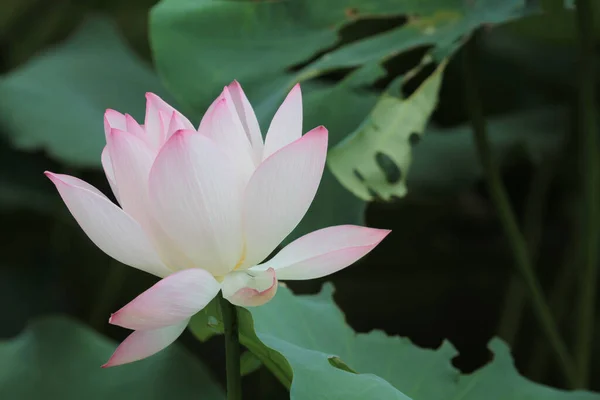 Les Plantes Fleur Lotus Fleur Lotus — Photo