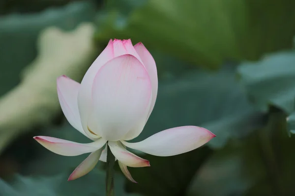 Lotus Flower Lotus Flower Plants — Stockfoto