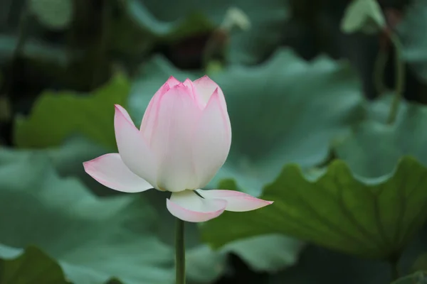 Lotus Flower Lotus Flower Plants — 图库照片