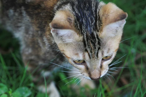 Gattino Outrdoor Concetto Animale — Foto Stock