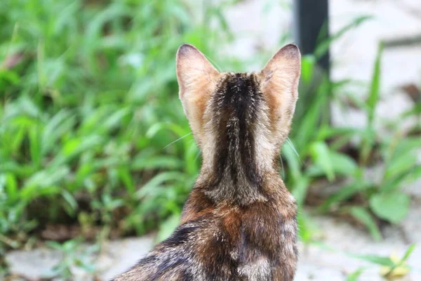 Ein Kätzchen Vor Der Tür Das Tierische Konzept — Stockfoto