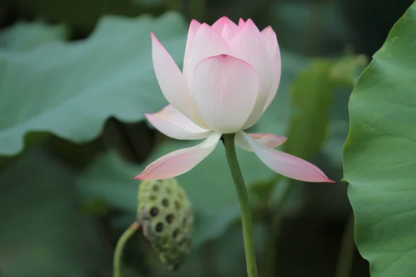 Lotus Flower Lotus Flower Plants — 图库照片