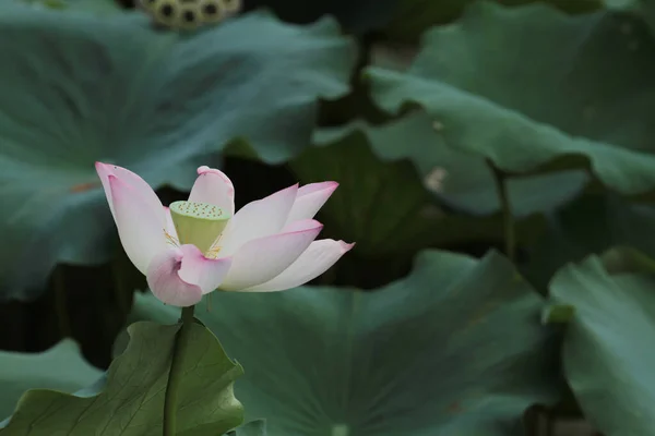 Kwiat Lotosu Lotosu Kwiat Rośliny — Zdjęcie stockowe