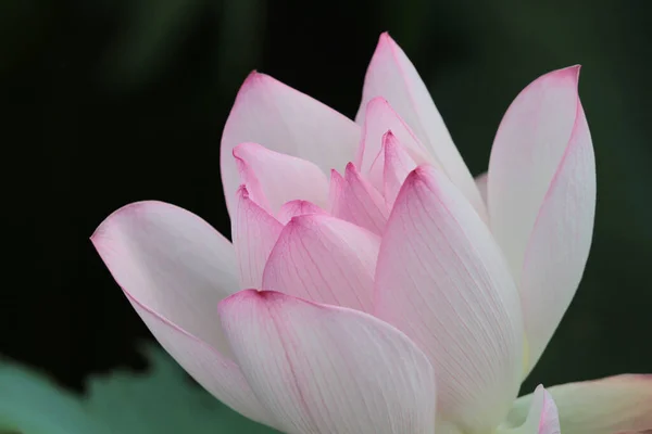 Lotus Flower Lotus Flower Plants — Stock Photo, Image