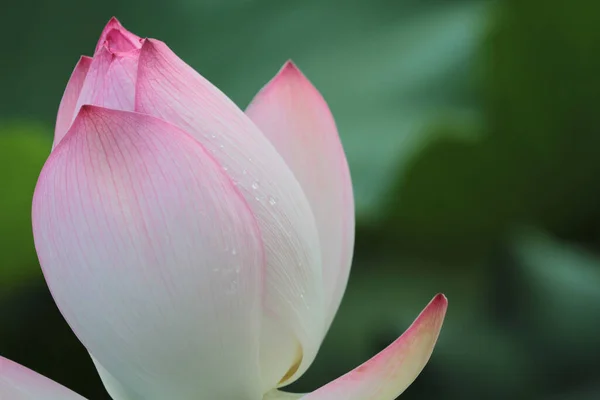 Цветок Лотоса Цветы Лотоса — стоковое фото