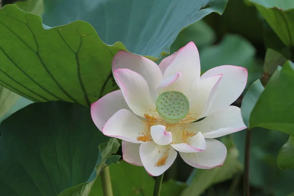 Lotus Flower Lotus Flower Plants — Photo