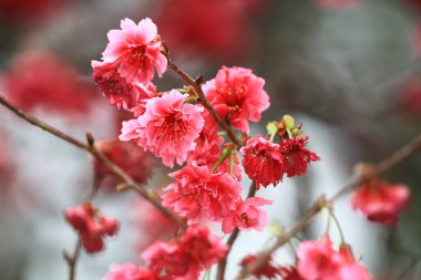 5 March 2011 the Cherry blossoms in full bloom at Cheung Chau