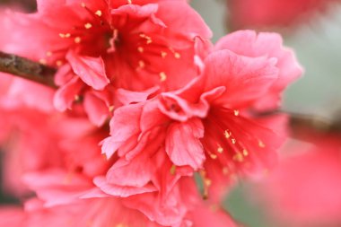 5 March 2011 the Cherry blossoms in full bloom at Cheung Chau
