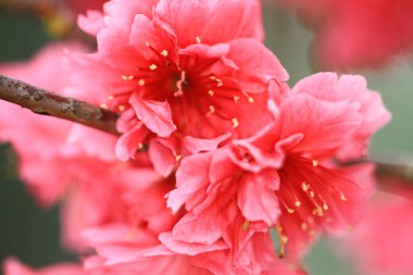 5 March 2011 the Cherry blossoms in full bloom at Cheung Chau