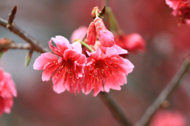 5 March 2011 the Cherry blossoms in full bloom at Cheung Chau