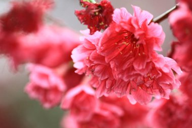 5 March 2011 the Cherry blossoms in full bloom at Cheung Chau