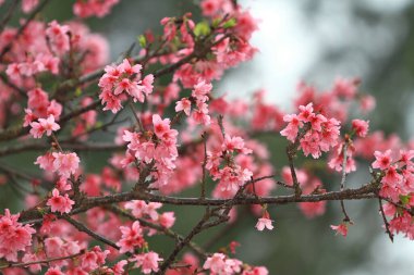 5 March 2011 the Cherry blossoms in full bloom at Cheung Chau