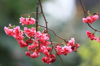 5 March 2011 the Cherry blossoms in full bloom at Cheung Chau