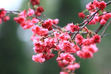 5 March 2011 the Cherry blossoms in full bloom at Cheung Chau