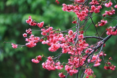 5 March 2011 the Cherry blossoms in full bloom at Cheung Chau