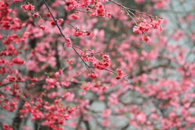 5 March 2011 the Cherry blossoms in full bloom at Cheung Chau