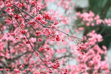 5 March 2011 the Cherry blossoms in full bloom at Cheung Chau