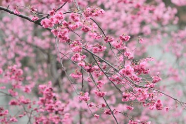 5 March 2011 the Cherry blossoms in full bloom at Cheung Chau