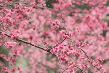 5 March 2011 the Cherry blossoms in full bloom at Cheung Chau