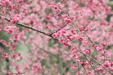 5 March 2011 the Cherry blossoms in full bloom at Cheung Chau