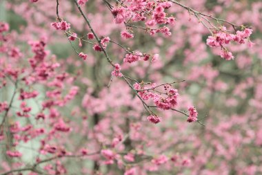 5 March 2011 the Cherry blossoms in full bloom at Cheung Chau