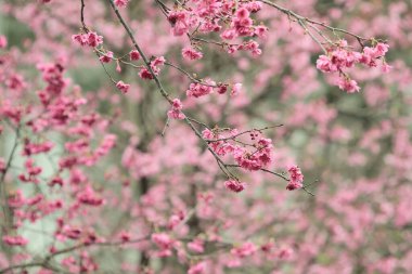 5 March 2011 the Cherry blossoms in full bloom at Cheung Chau