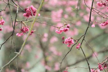 5 March 2011 the Cherry blossoms in full bloom at Cheung Chau