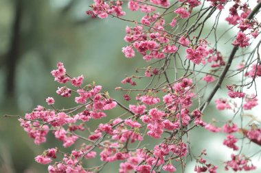 5 March 2011 the Cherry blossoms in full bloom at Cheung Chau