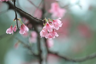 5 March 2011 the Cherry blossoms in full bloom at Cheung Chau