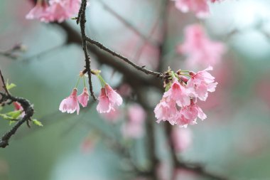 5 March 2011 the Cherry blossoms in full bloom at Cheung Chau