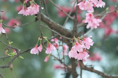 5 March 2011 the Cherry blossoms in full bloom at Cheung Chau