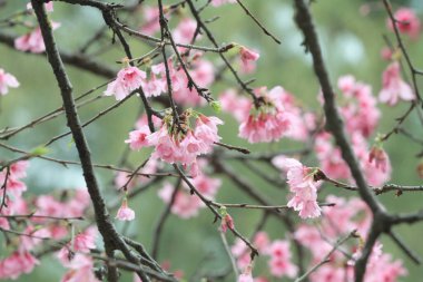 5 March 2011 the Cherry blossoms in full bloom at Cheung Chau