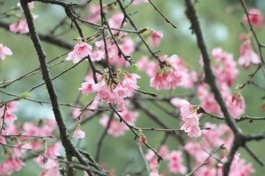 5 March 2011 the Cherry blossoms in full bloom at Cheung Chau