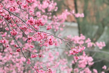 5 March 2011 the Cherry blossoms in full bloom at Cheung Chau
