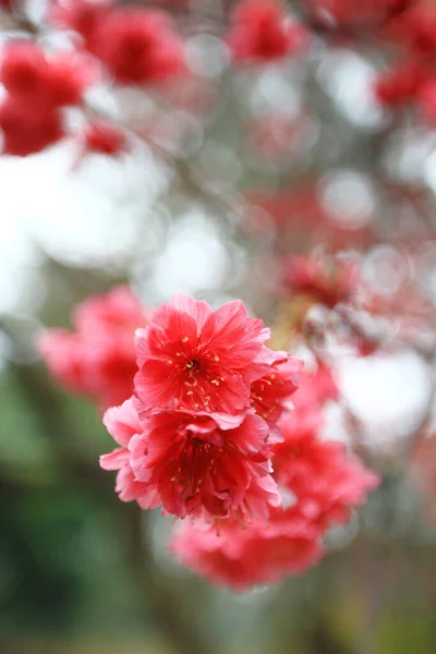 March 2011 Cherry Blossoms Full Bloom Cheung Chau — Stock Fotó