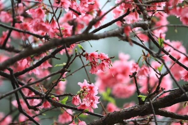 March 2011 Cherry Blossoms Full Bloom Cheung Chau — Stockfoto
