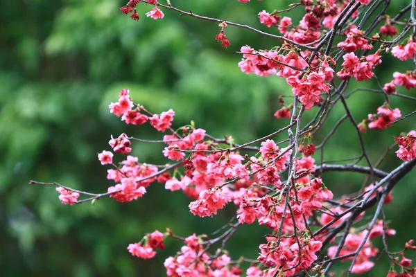 March 2011 Cherry Blossoms Full Bloom Cheung Chau — Photo