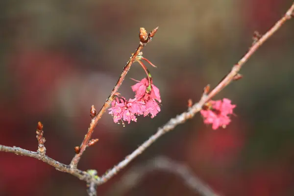March 2011 Cherry Blossoms Full Bloom Cheung Chau — Stock fotografie