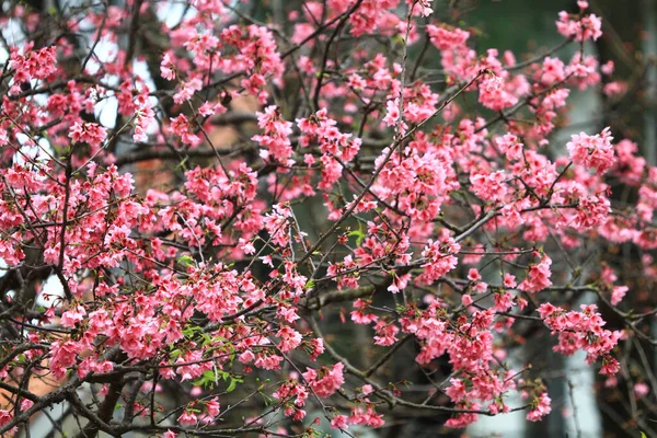 March 2011 Cherry Blossoms Full Bloom Cheung Chau — Photo