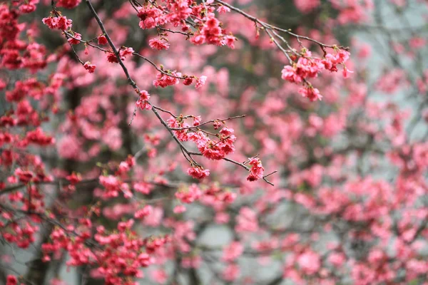 March 2011 Cherry Blossoms Full Bloom Cheung Chau — Stok fotoğraf