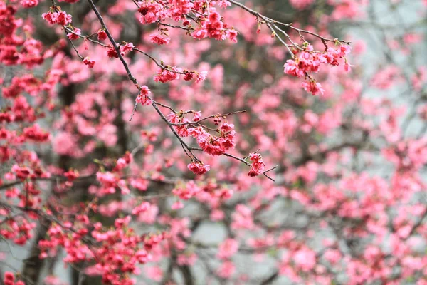 March 2011 Cherry Blossoms Full Bloom Cheung Chau — 图库照片